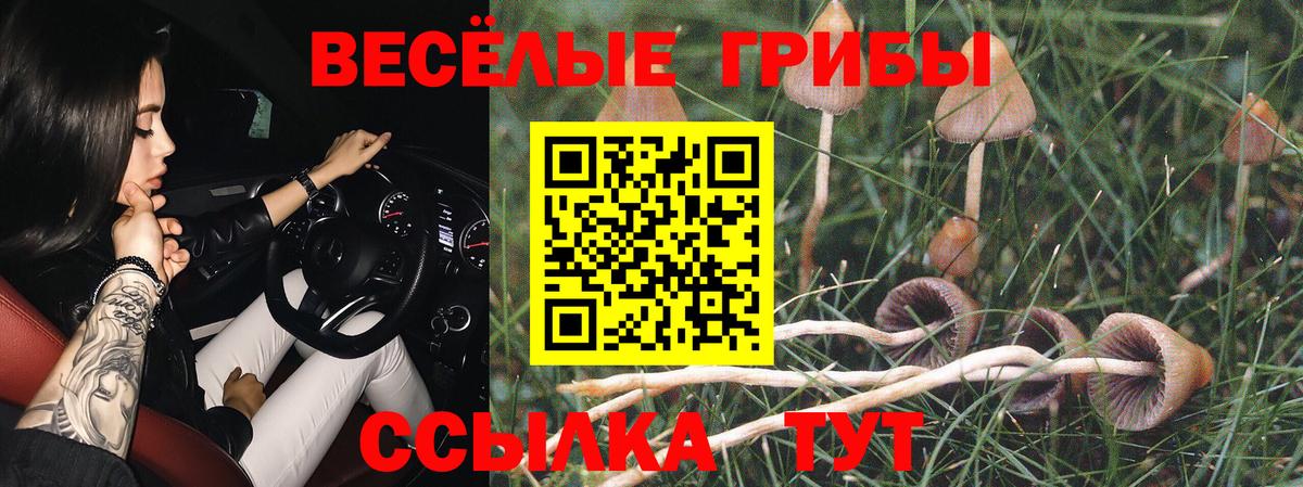 Галлюциногенные грибы Psilocybe Дедовск